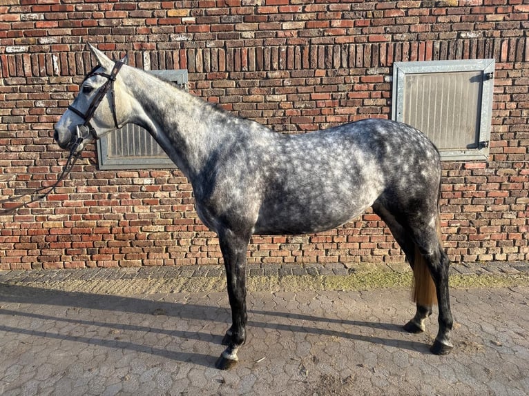 Holstein Mare 7 years 16,1 hh Grey-Dark-Tan in Grevenbroich