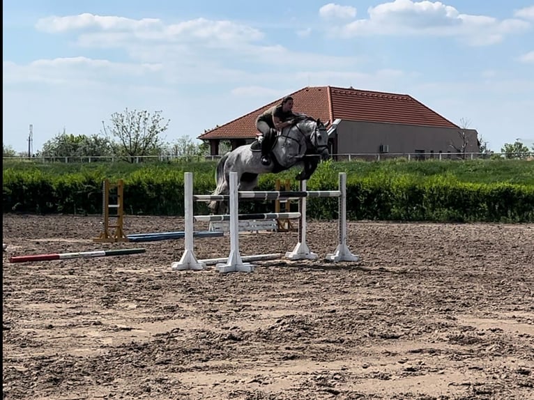 Holstein Mare 7 years 16,1 hh Grey in Gangelt