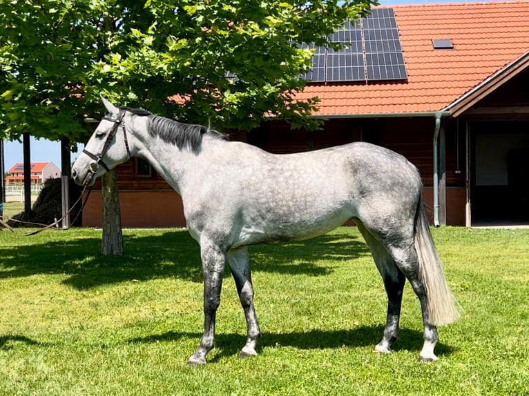 Holstein Mare 7 years 16,1 hh Grey in Gangelt