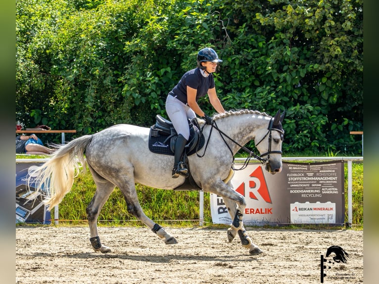 Holstein Mare 7 years 16,1 hh Grey in Cottbus
