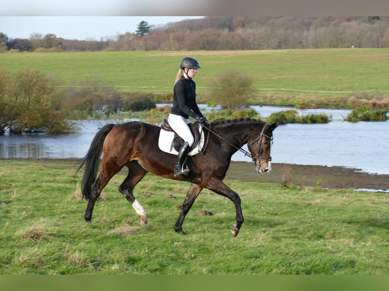 Holstein Mare 7 years 16,1 hh Smoky-Black in Ganschow