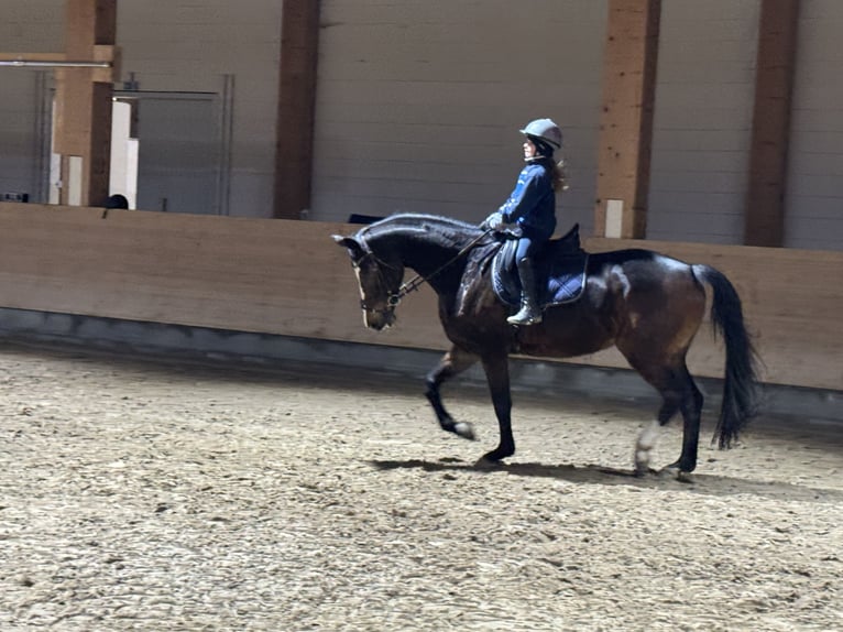 Holstein Mare 7 years 16,1 hh Smoky-Black in Ganschow