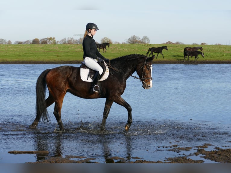 Holstein Mare 7 years 16,1 hh Smoky-Black in Ganschow