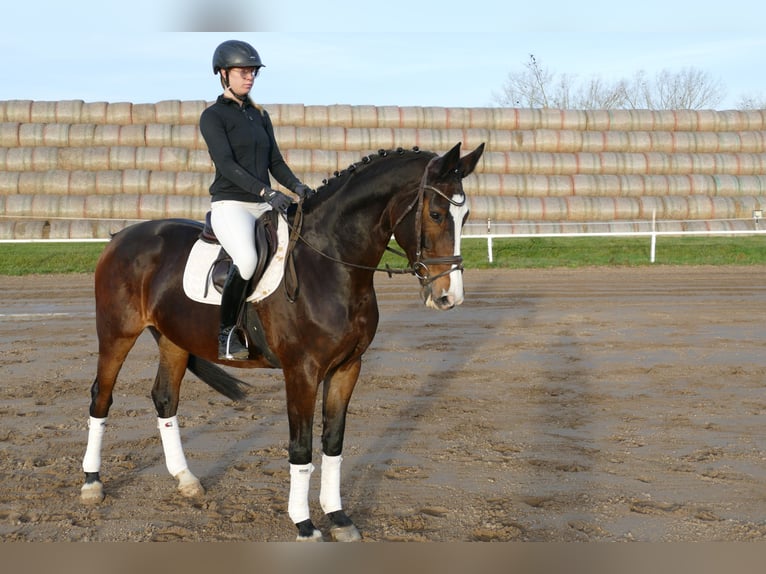 Holstein Mare 7 years 16,1 hh Smoky-Black in Ganschow