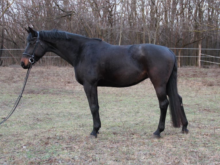 Holstein Mare 7 years 16,2 hh Black in csömör
