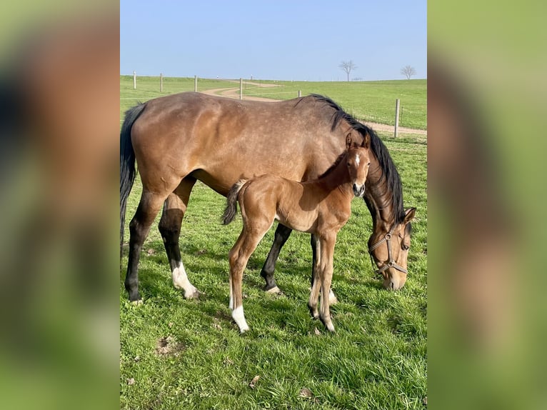 Holstein Mare 7 years 16,2 hh Brown in Glashütte