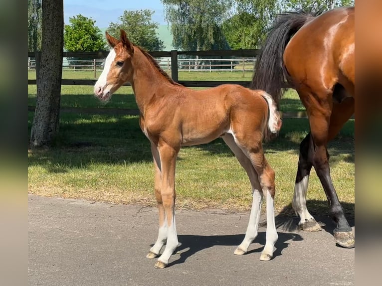 Holstein Mare 7 years 16,2 hh Brown in Weyhe