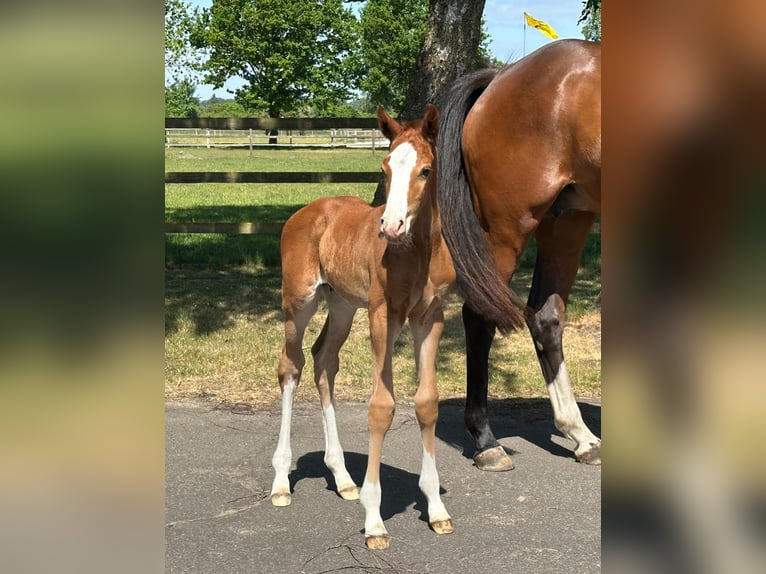 Holstein Mare 7 years 16,2 hh Brown in Weyhe