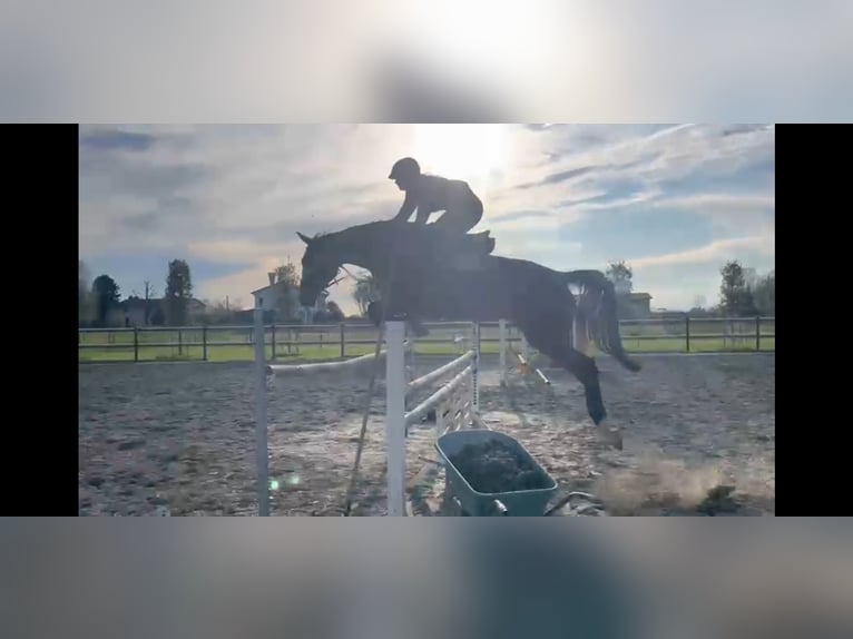 Holstein Mare 7 years 16,2 hh Brown in Mansuè