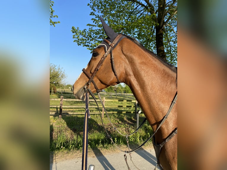 Holstein Mare 7 years 16,2 hh Brown in Mansuè