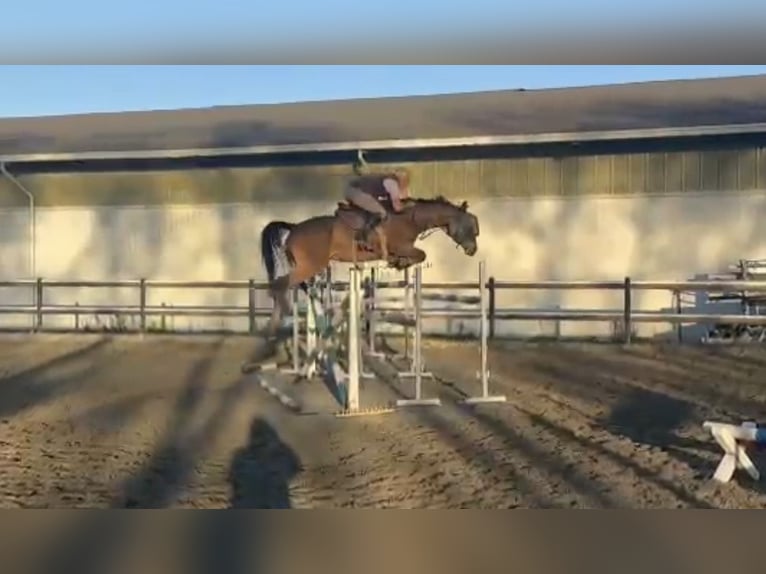 Holstein Mare 7 years 16,2 hh Brown in Mansuè