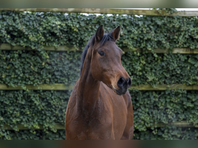 Holstein Mare 7 years 16,2 hh Brown in Waddinxveen