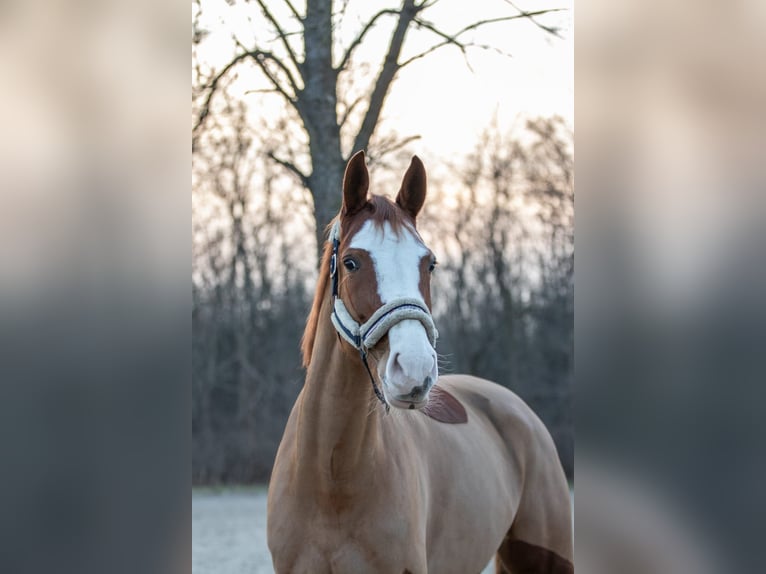 Holstein Mare 7 years 16,2 hh Chestnut-Red in Großenhain