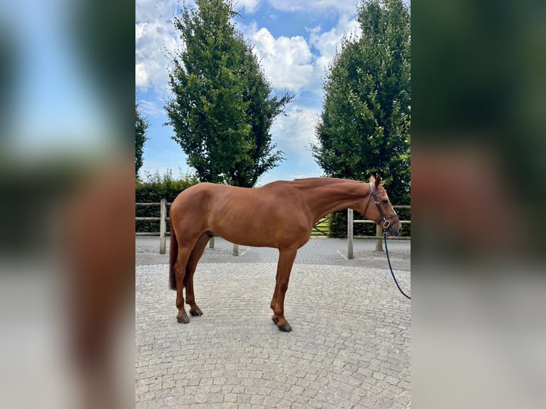 Holstein Mare 7 years 16,2 hh Chestnut in C&#xE9;reste