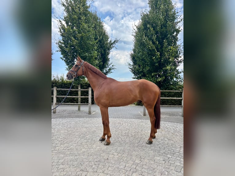 Holstein Mare 7 years 16,2 hh Chestnut in C&#xE9;reste