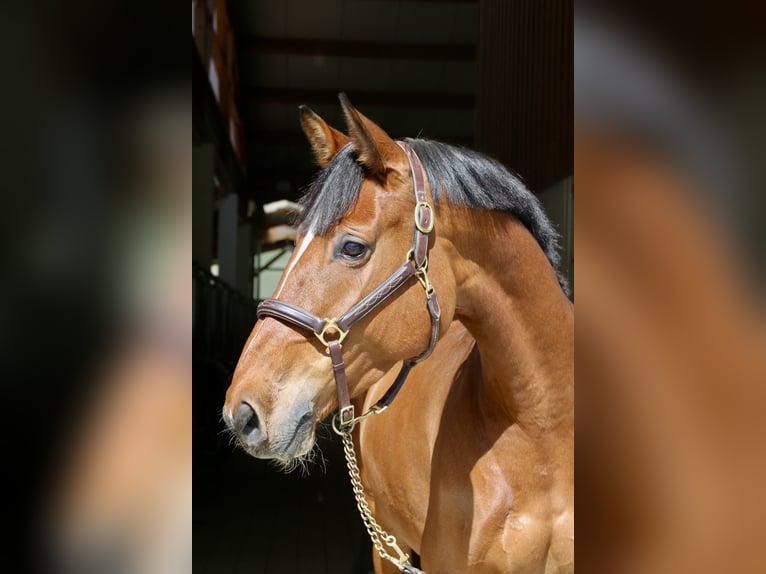 Holstein Mare 7 years 16,2 hh in Erharting