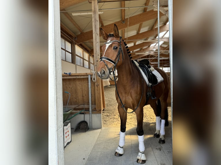 Holstein Mare 7 years 16,2 hh in Erharting