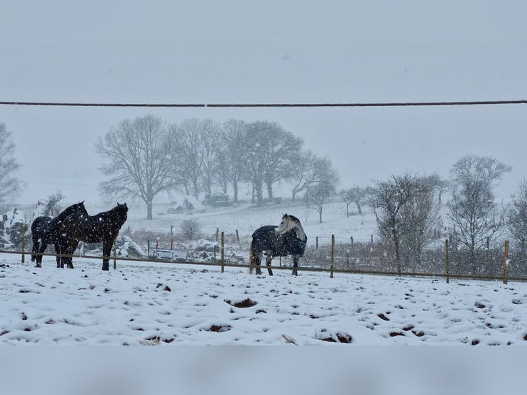 Holstein Mare 7 years 16,2 hh Gray-Dapple in Ottweiler