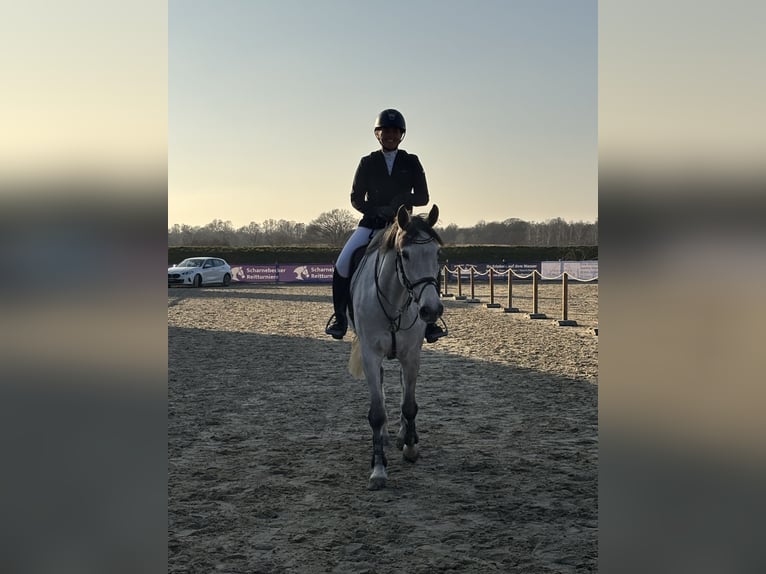 Holstein Mare 7 years 16,2 hh Gray in Schulendorf