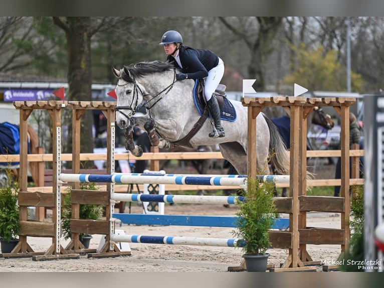 Holstein Mare 7 years 16,2 hh Gray in Schulendorf