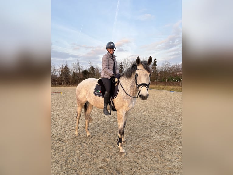 Holstein Mare 7 years 16,2 hh Gray in Schulendorf