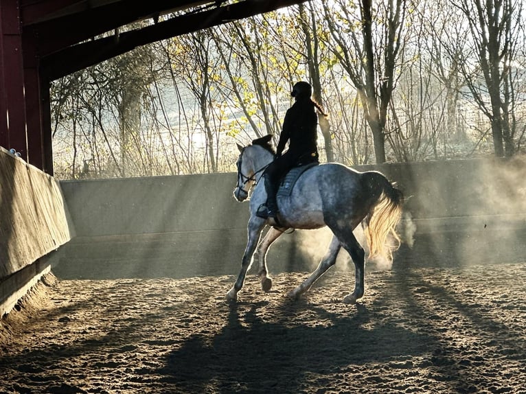 Holstein Mare 7 years 16,2 hh Grey-Dapple in Ottweiler