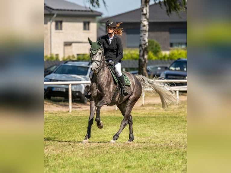 Holstein Mare 7 years 16,2 hh Grey in Wittingen