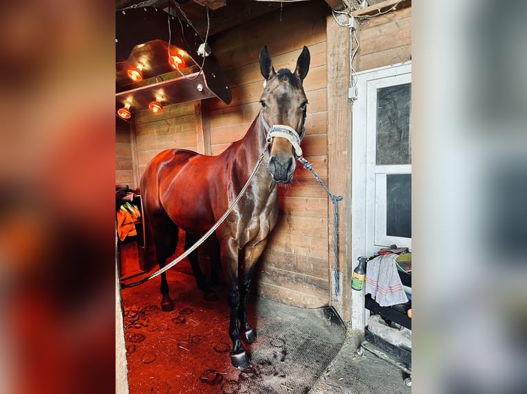 Holstein Mare 7 years 16,3 hh Brown in Drage Holstein Mare 7 years 16,3 hh Brown in Drage