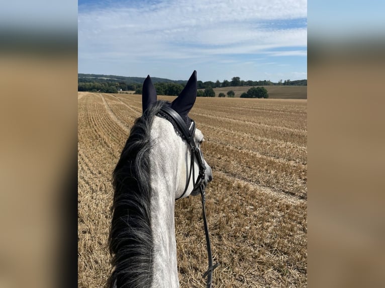 Holstein Mare 7 years 16,3 hh Gray in Braunsbedra