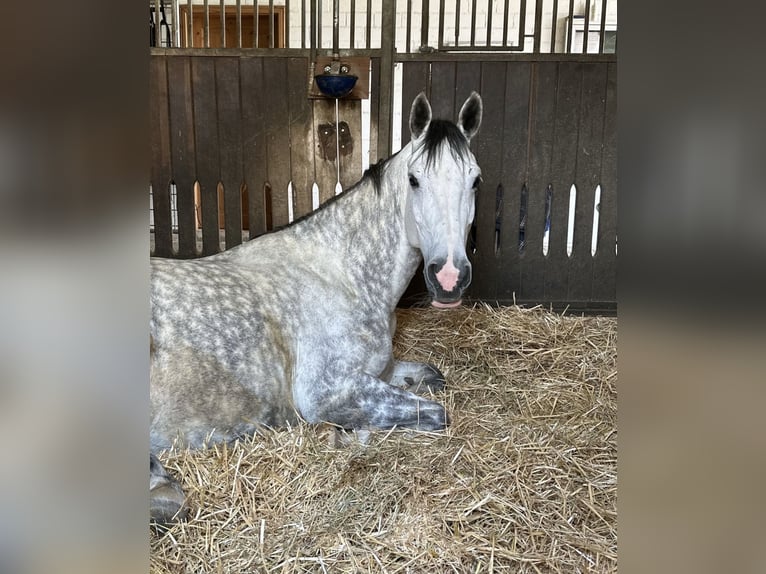 Holstein Mare 7 years 16,3 hh Gray in Braunsbedra