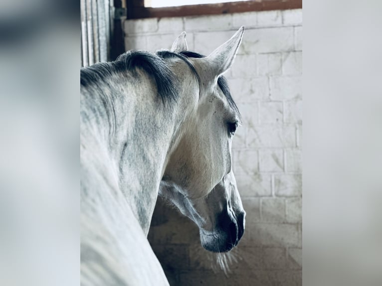 Holstein Mare 7 years 16,3 hh Gray in Braunsbedra