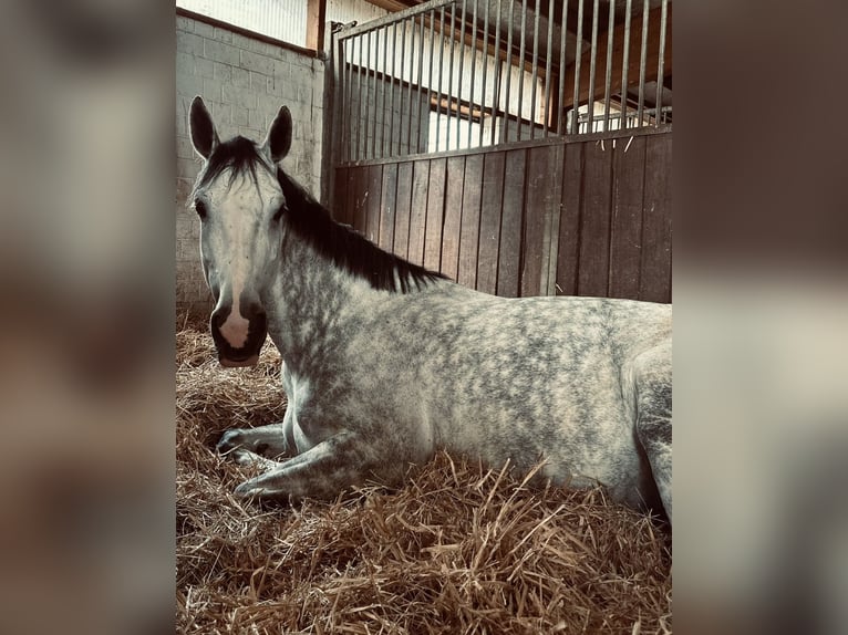 Holstein Mare 7 years 16,3 hh Gray in Braunsbedra