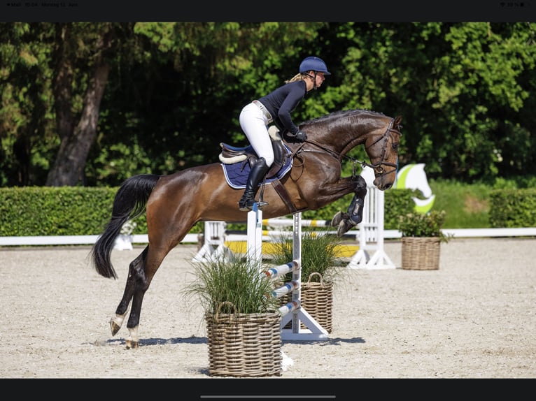 Holstein Mare 7 years 17 hh Bay-Dark in Sch&#xFC;lp bei Nortorf