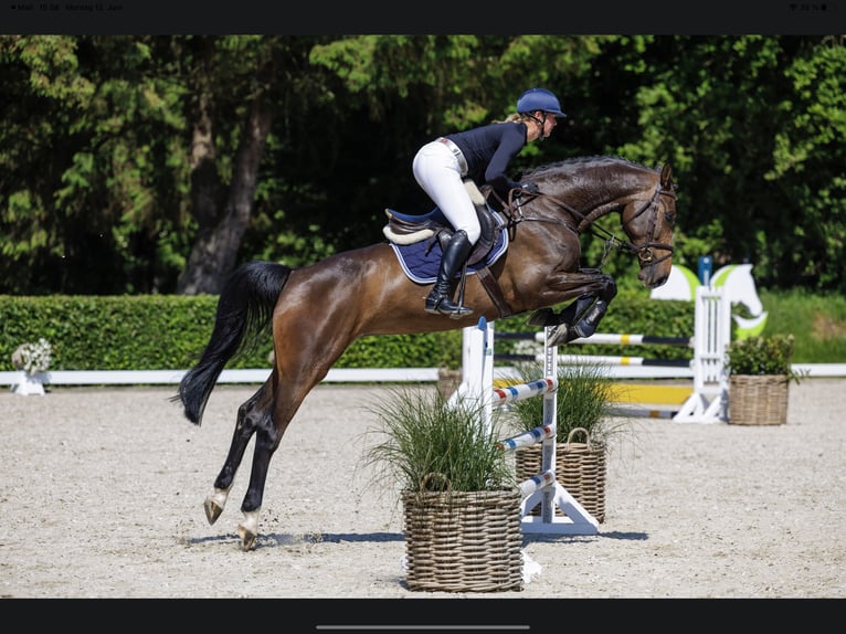 Holstein Mare 7 years 17 hh Bay-Dark in Sch&#xFC;lp bei Nortorf