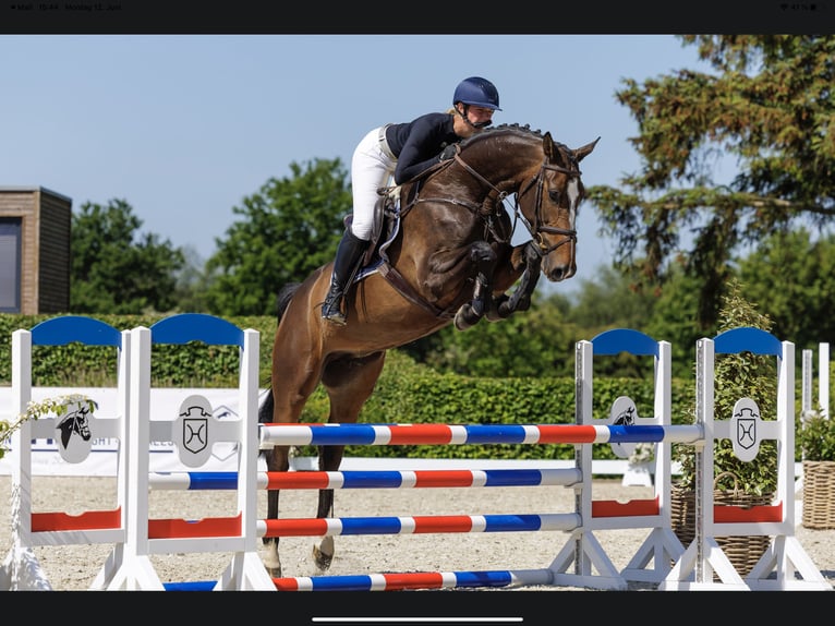 Holstein Mare 7 years 17 hh Bay-Dark in Sch&#xFC;lp bei Nortorf