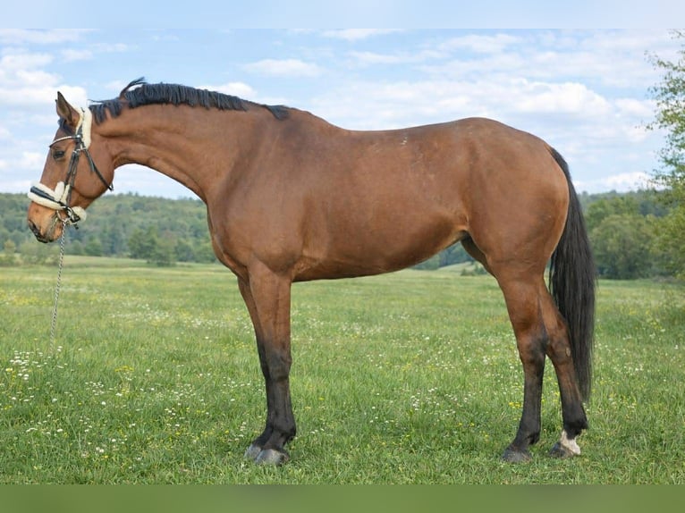 Holstein Mare 7 years 17 hh Bay in Zławieś Wielka
