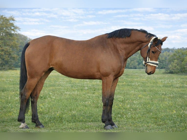 Holstein Mare 7 years 17 hh Bay in Zławieś Wielka