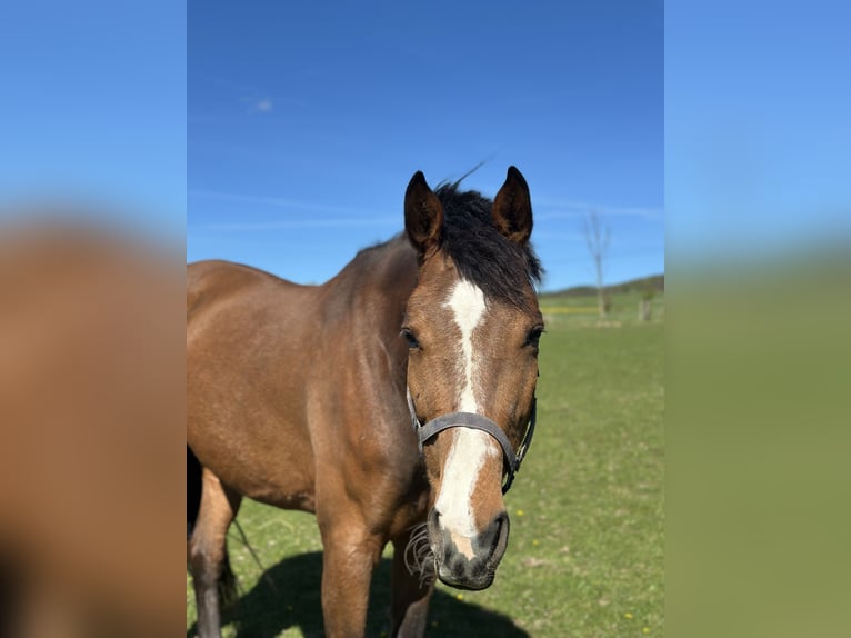 Holstein Mare 7 years 17 hh Brown in Horní Habartice