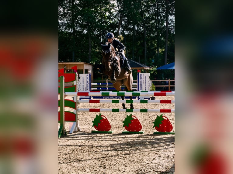 Holstein Mare 7 years 17 hh Brown in Gro&#xDF;-Bieberau