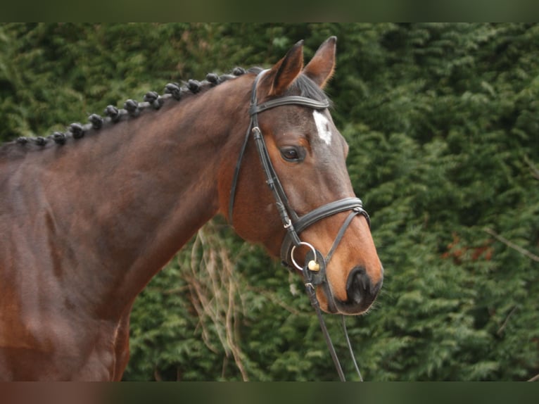 Holstein Mare 7 years 17 hh Brown in Gro&#xDF;-Bieberau