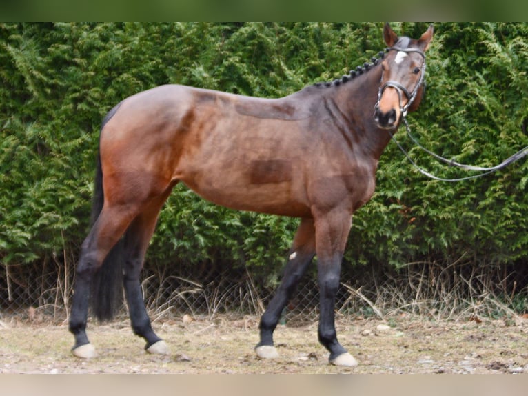 Holstein Mare 7 years 17 hh Brown in Gro&#xDF;-Bieberau