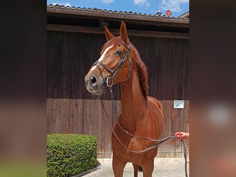 Holstein Mare 7 years 17 hh Chestnut-Red in Chieming