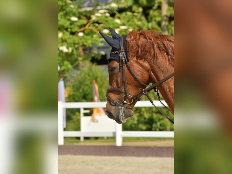 Holstein Mare 7 years 17 hh Chestnut-Red in Mildstedt