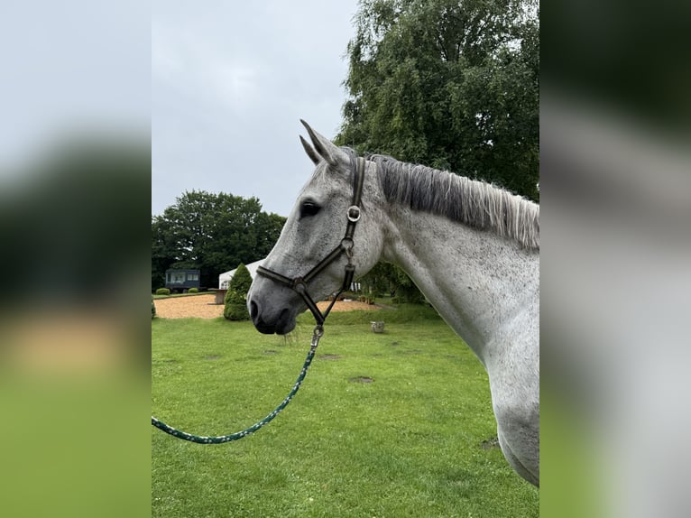 Holstein Mare 7 years 17 hh Gray in Neum&#xFC;nster