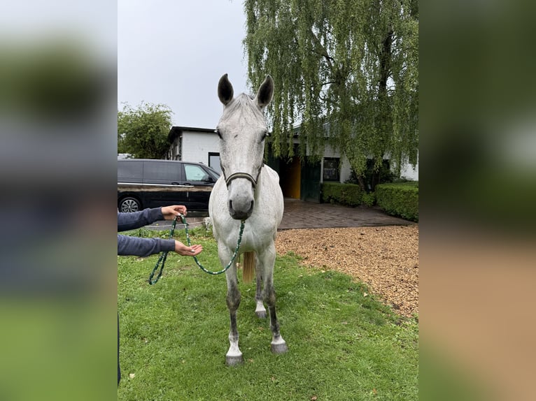 Holstein Mare 7 years 17 hh Gray in Neum&#xFC;nster