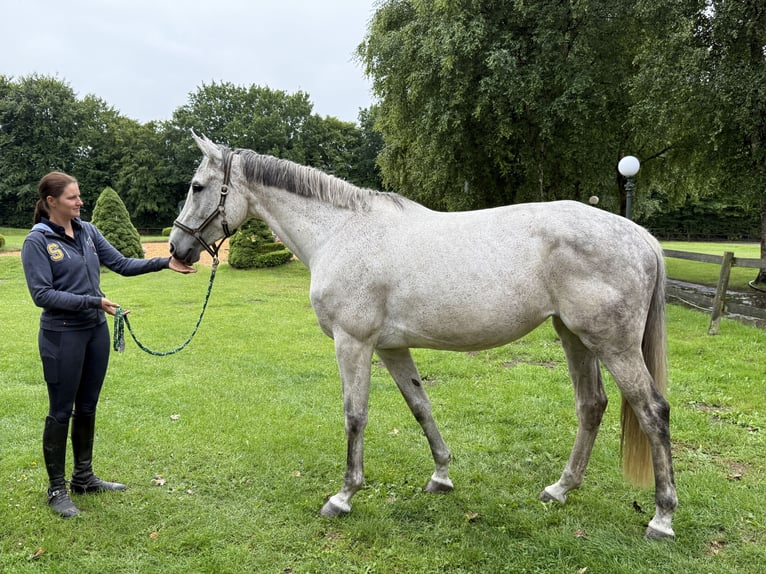 Holstein Mare 7 years 17 hh Gray in Neum&#xFC;nster