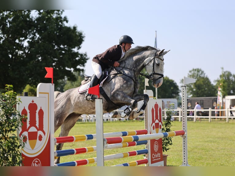 Holstein Mare 7 years 17 hh Grey-Dapple in Zarpen