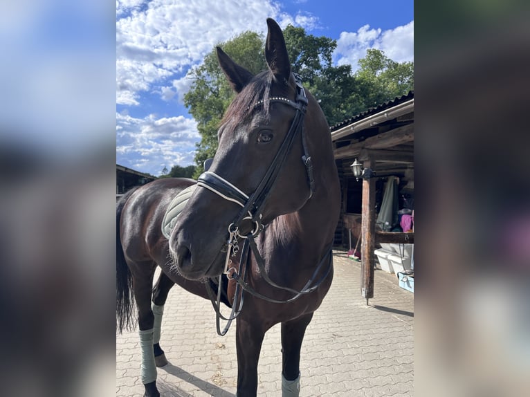 Holstein Mare 7 years 17 hh Smoky-Black in Halstenbek