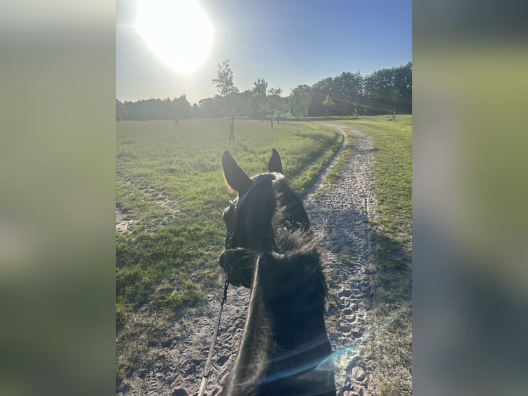 Holstein Mare 7 years 17 hh Smoky-Black in Halstenbek