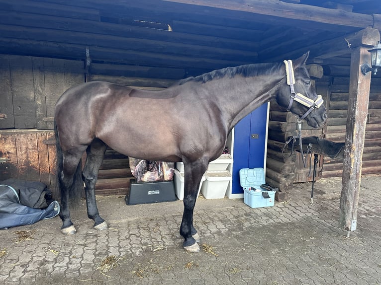 Holstein Mare 7 years 17 hh Smoky-Black in Halstenbek